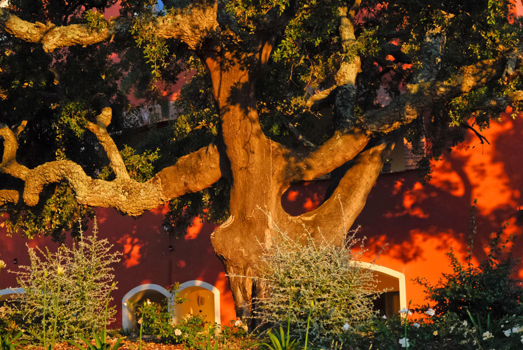 Giardino Dei Sugheri Scarlino Kültér fotó